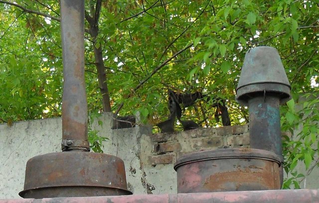 Копия SAM_1810.JPG